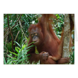 Smiling Orangutan