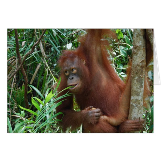 Smiling Orangutan (Front Horizontal)