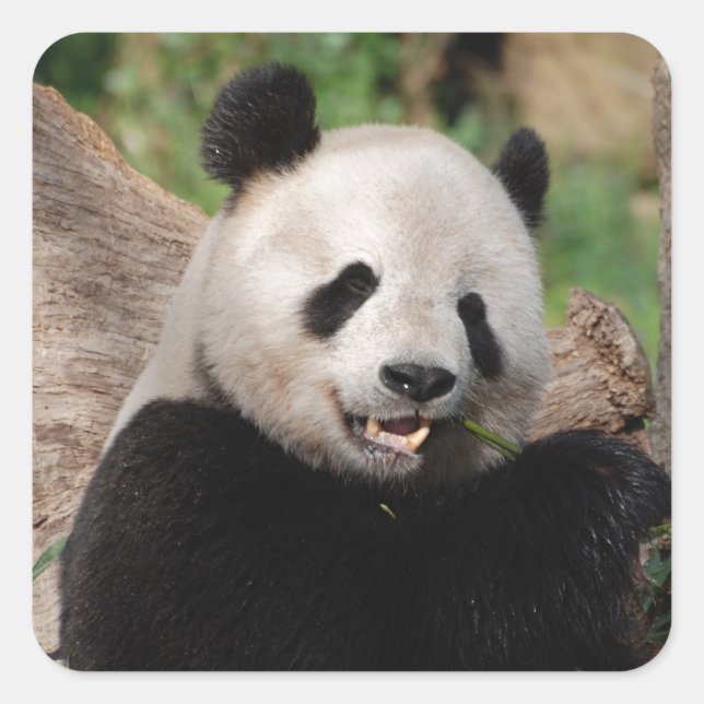 Smiling Panda Bear Square Sticker (Front)