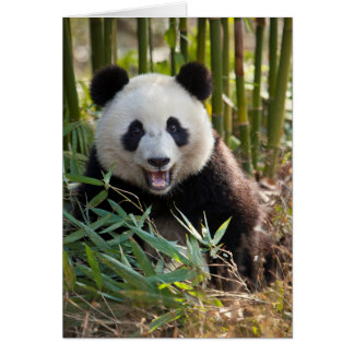 Smiling Panda Portrait