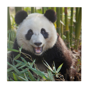 Smiling Panda Portrait Ceramic Tile
