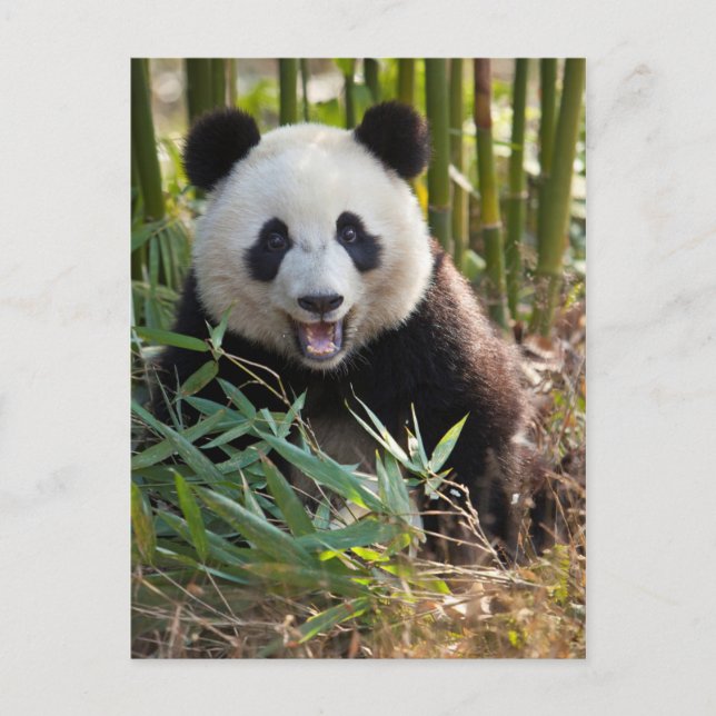 Smiling Panda Portrait Postcard (Front)