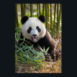Smiling Panda Portrait Poster<br><div class="desc">Jaynes Gallery / DanitaDelimont.com</div>
