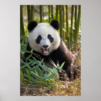Smiling Panda Portrait