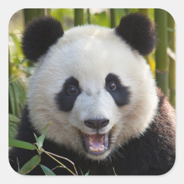 Smiling Panda Portrait Square Sticker (Front)