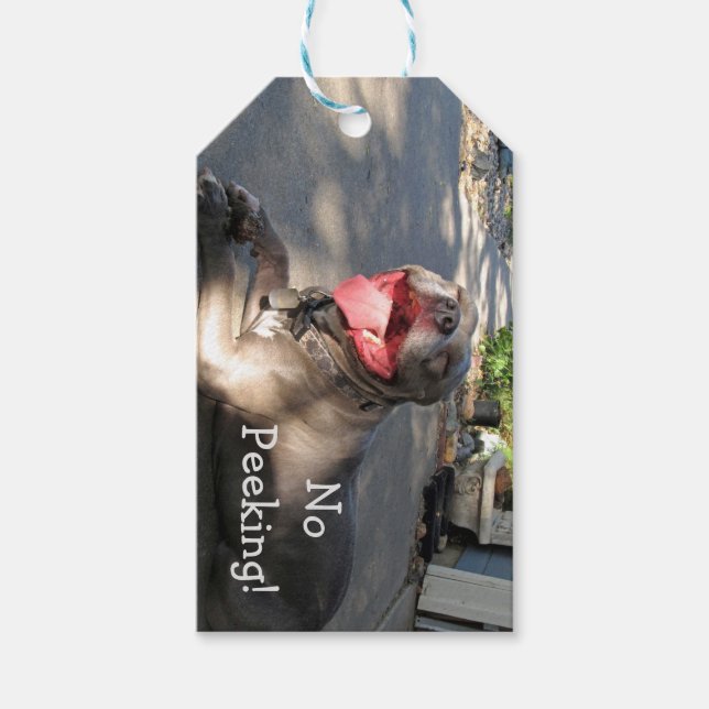 Smiling Pitbull Gift Tag (Front)