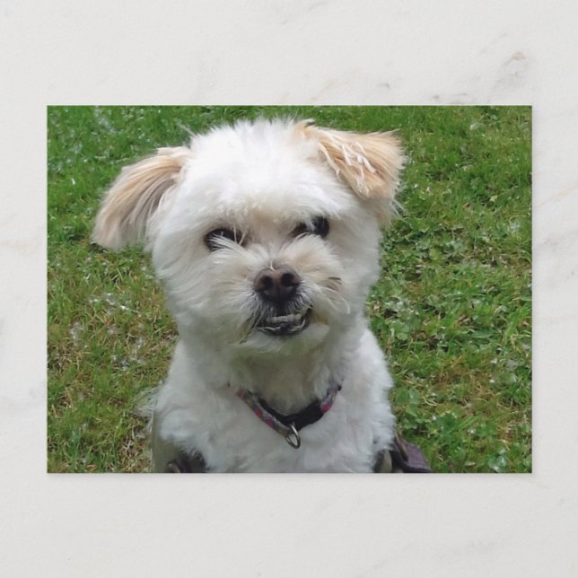 Smiling Poodle-cross Postcard (Front)