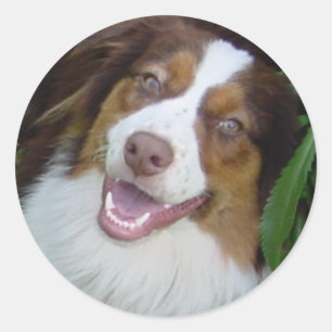 Smiling Red Tri Aussie Classic Round Sticker
