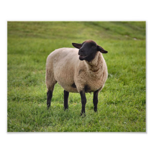 Smiling Sheep Photo Print
