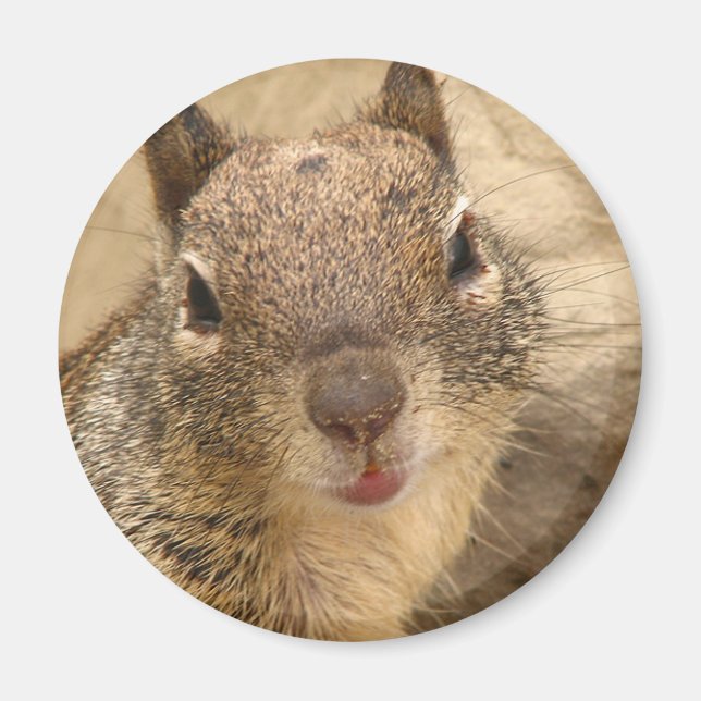 Smiling Squirrel round magnet (Front)