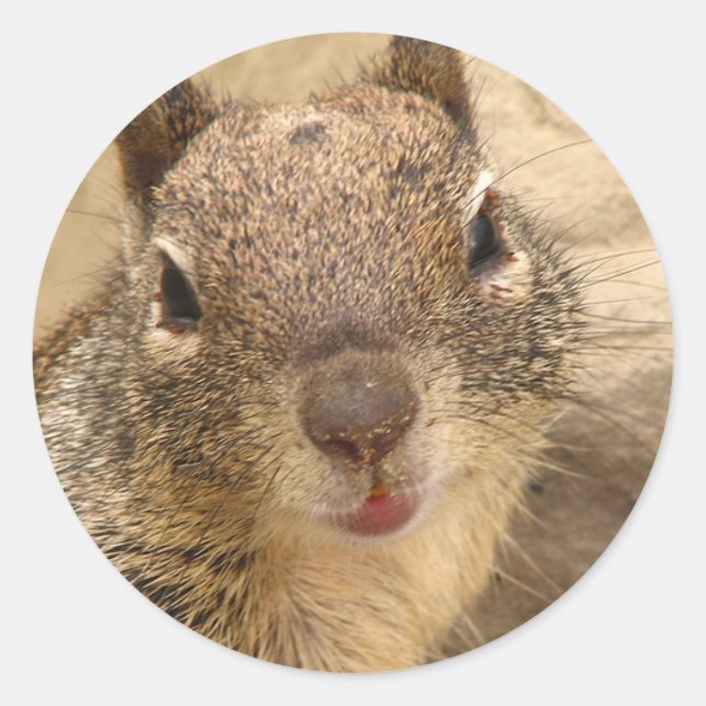 Smiling Squirrel stickers (Front)