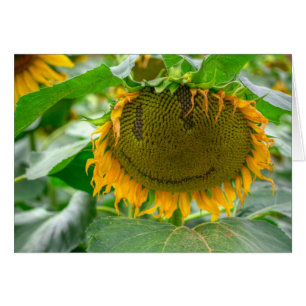 Smiling Sunflower