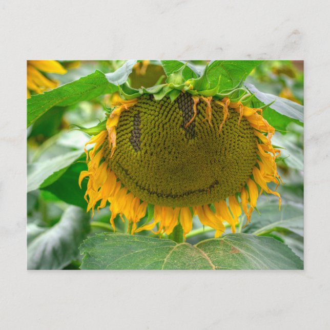 Smiling Sunflower Postcard (Front)