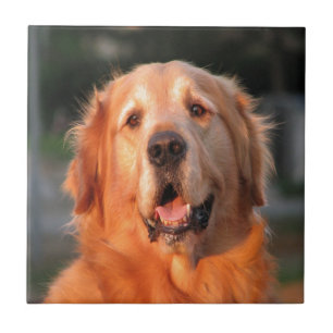 smiling to dear love golden retriever tile