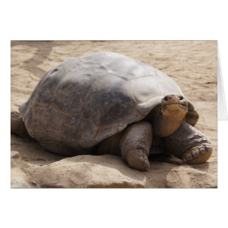 Smiling Tortoise Blank Card