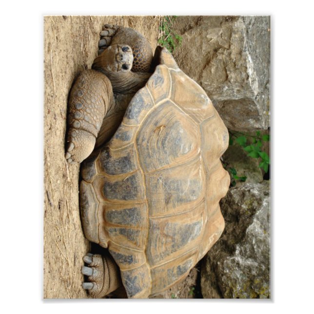 Smiling Tortoise  Photo Print (Front)