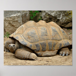 Smiling Tortoise Poster