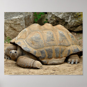 Smiling Tortoise Poster