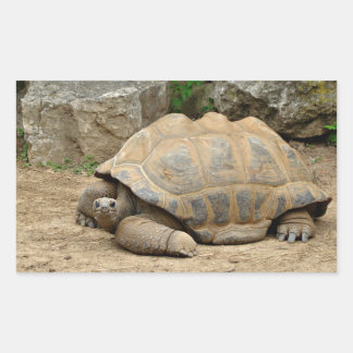 Smiling Tortoise Rectangular Sticker