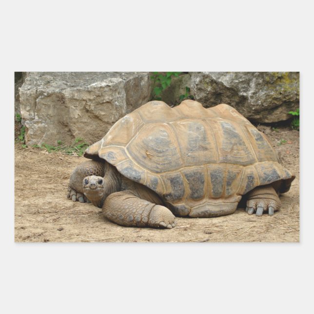 Smiling Tortoise  Rectangular Sticker (Front)