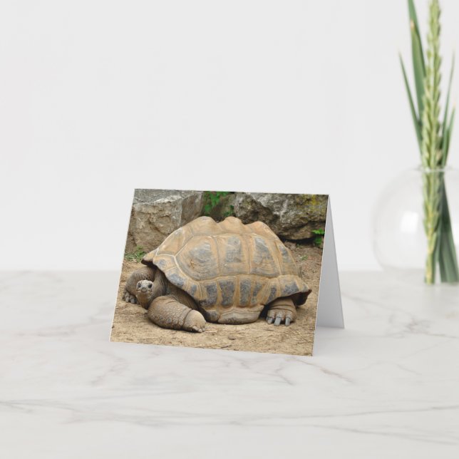 Smiling Tortoise Thank You Card (Front)