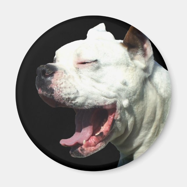 Smiling White Boxer dog magnet (Front)