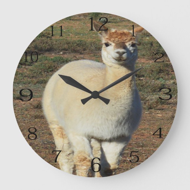 Smiling White Woolly Alpaca, Large Clock (Front)
