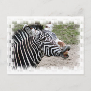 Smiling Zebra Postcard