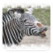 Smiling Zebra Stickers