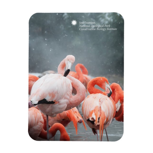 Smithsonian | Flamingos In The Snow Magnet (Vertical)