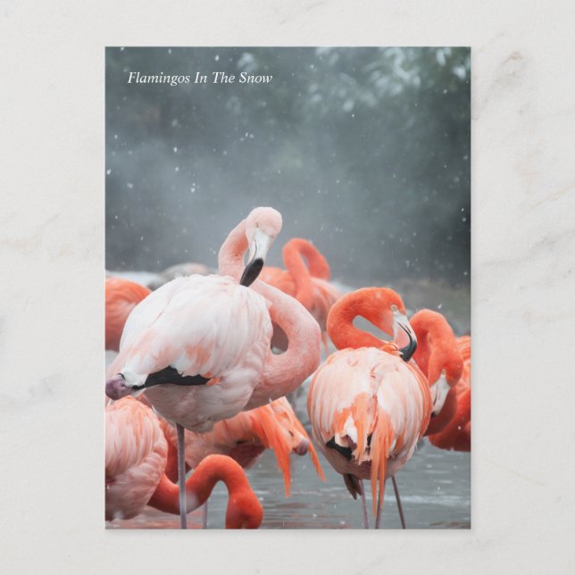 Smithsonian | Flamingos In The Snow Postcard (Front)