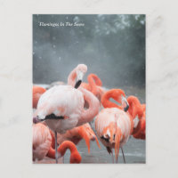 Smithsonian | Flamingos In The Snow