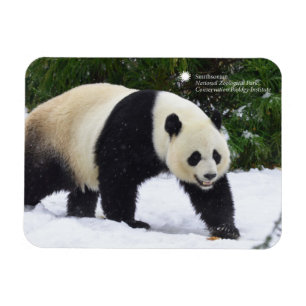 Smithsonian   Giant Pandas In The Snow Magnet