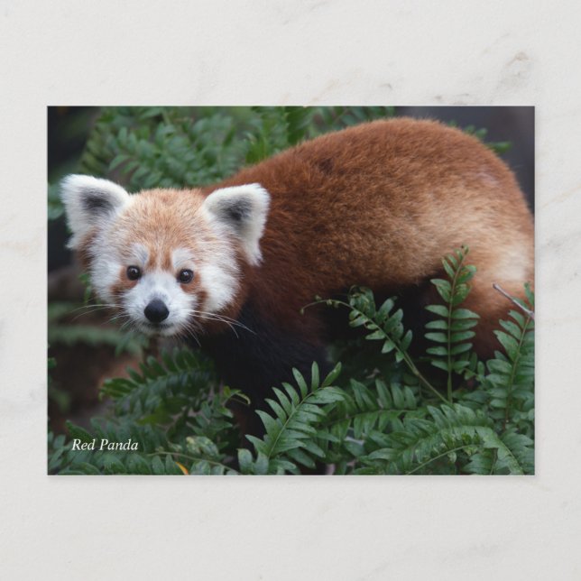Smithsonian | Red Panda Postcard (Front)