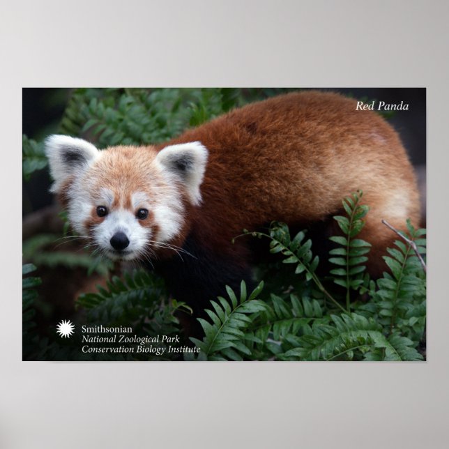 Smithsonian | Red Panda Poster (Front)