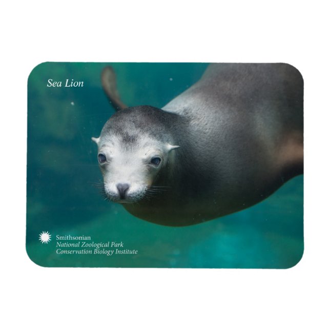 Smithsonian | Sea Lion Magnet (Horizontal)