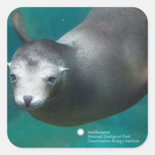 Smithsonian   Sea Lion Square Sticker
