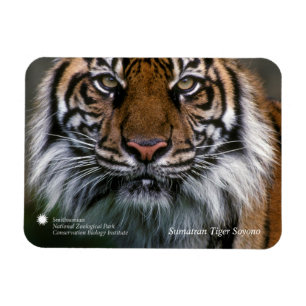 Smithsonian Sumatran Tiger Soyono Magnet