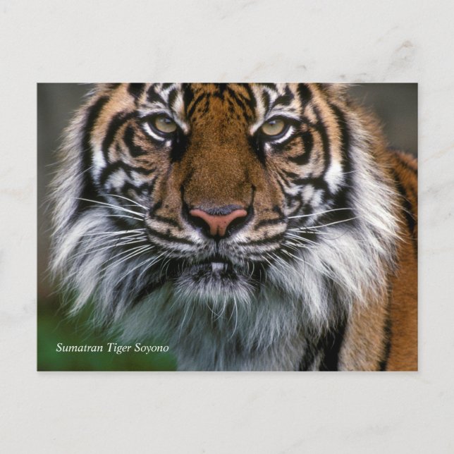 Smithsonian | Sumatran Tiger Soyono Postcard (Front)
