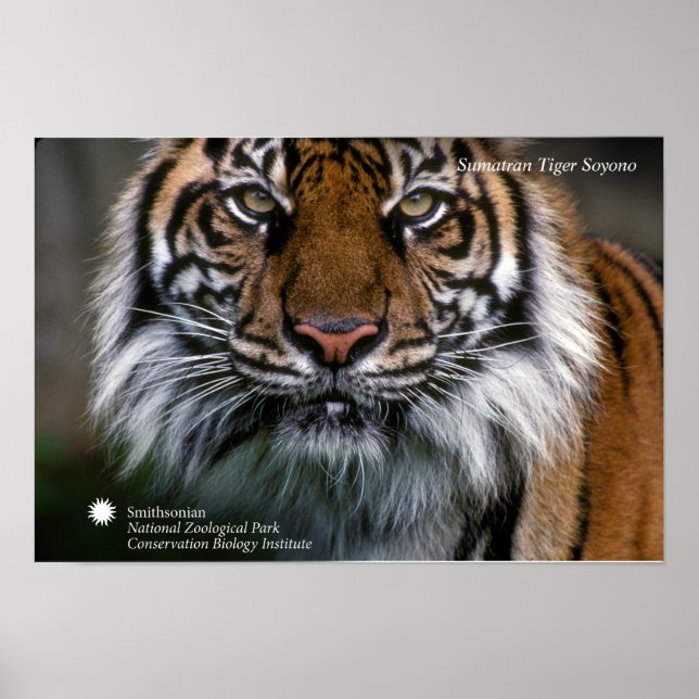 Smithsonian | Sumatran Tiger Soyono Poster (Front)
