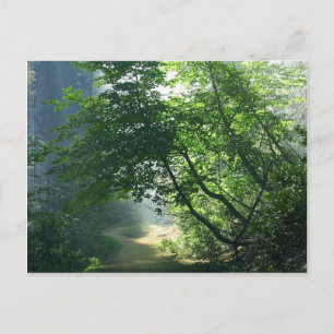 Smokey Paths Trails Forests Woods Postcard