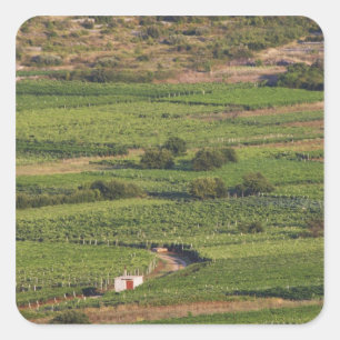 Smokvica vineyards on Korcula from the Toreta Square Sticker