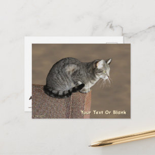 Smoky Grey Tabby Cat Postcard