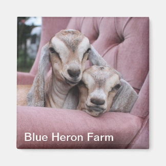 Smooshie Baby Goat Magnet