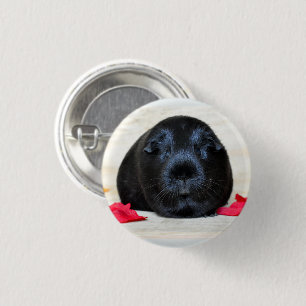 Smooth, Black Guinea Pig and Rose Petals 3 Cm Round Badge