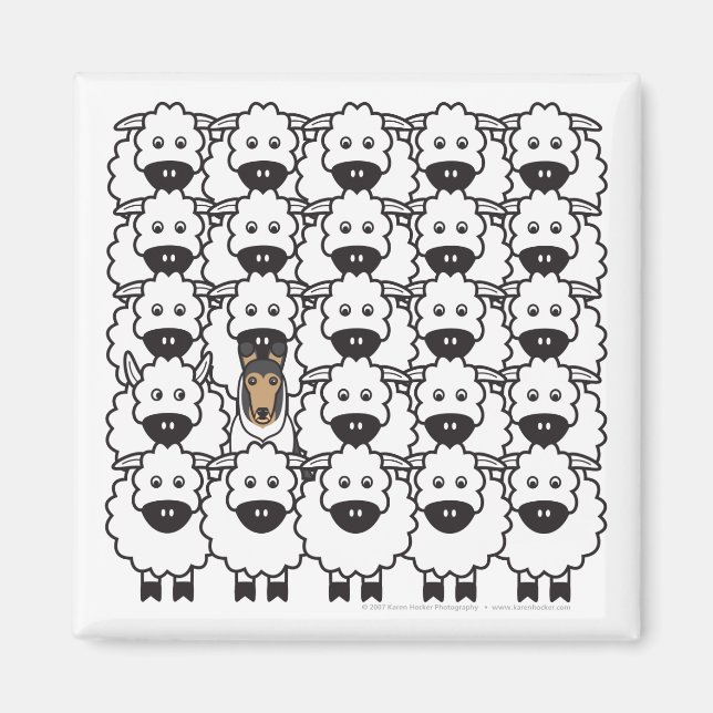Smooth Collie in the Sheep Magnet (Front)