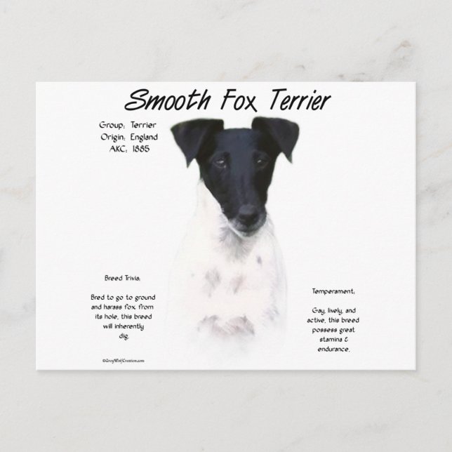 Smooth Fox Terrier History Design Postcard (Front)