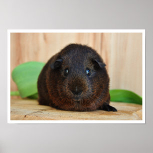 Smooth, Gold Agouti Guinea Pig Poster