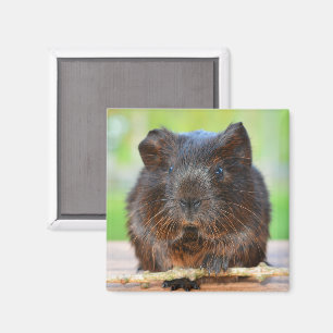 Smooth, Gold Agouti Guinea Pig with Stick Magnet