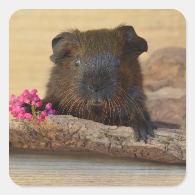 Smooth, Golden Agouti Guinea Pig and Flower Square Sticker (Front)